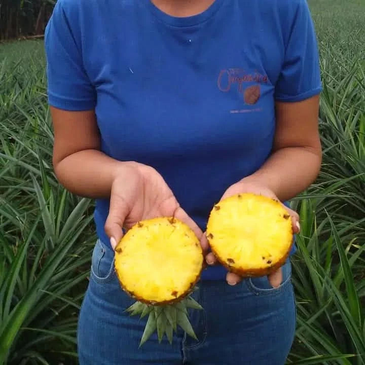 Bio Ananas „Golden Sweet“ reifgeerntet von Lissette