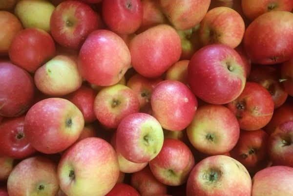 Rot-gelb gesprenkelte Alkmene-Äpfel – Bio & regional vom Lillinghofer Betrieb