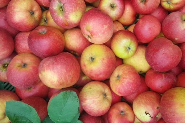 Apfel "Freiherr von Berlepsch" alte Sorte Bio regional