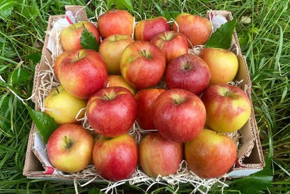 Apfel "Braeburn" Bio regional bioland Obstgut Erletz vom Bodensee