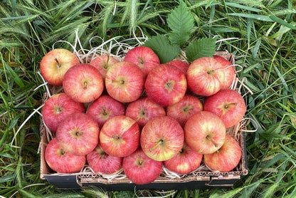 Kinderapfel Bio regional bioland Obst und Weinbaubetrieb Lanz Nonnenhorn