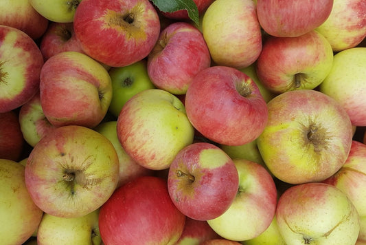 Bio Apfel "Jakob Fischer" alte Sorte regional