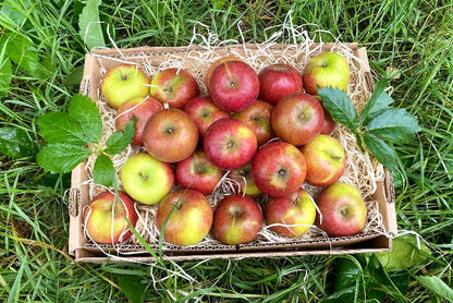 Apfel Natyra Bio regional vom Obstgut Erletz