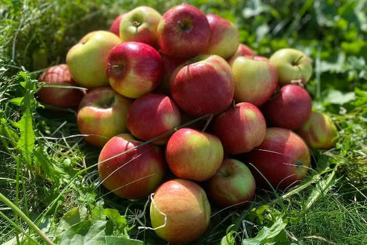 Apfel "Santana" (allergikerfreundlich) Bio vom Obstgut Erletz regional