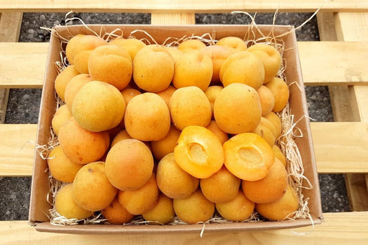Aprikosen "Hargrand" Bio von Nicolas Sparpreis-Box
