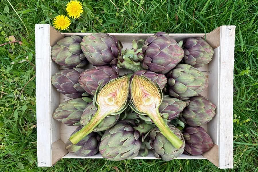 Bio Artischocken Violetto bestellen