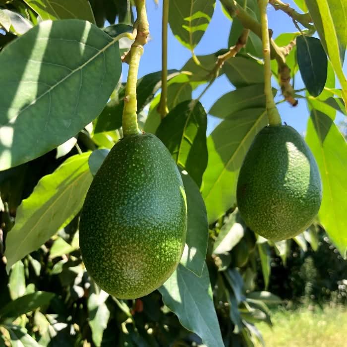 Ätna Vulkan-Avocado Bacon Bio Sizilien Sparpreis-Box