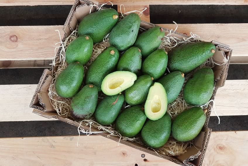 Avocado Fuerte Bio von Rufino Box 4kg Aktionswoche