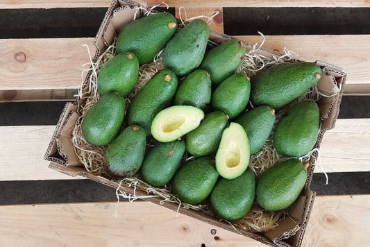 Avocado Fuerte Bio von Rufino Box 4kg Aktionswoche