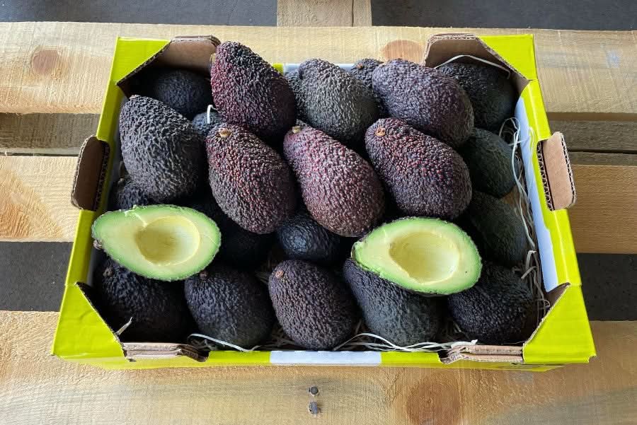 Frische Bio Hass Avocados aus Sizilien direkt vom Ätna – jetzt Avocado Hass kaufen und cremigen Geschmack genießen