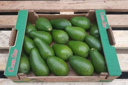 Avocado Fuerte Bio