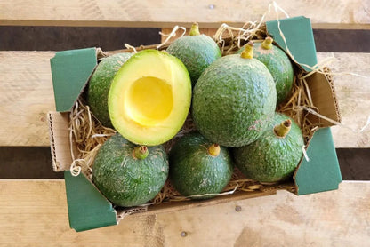 bio avocado reed kaufen aus spanien