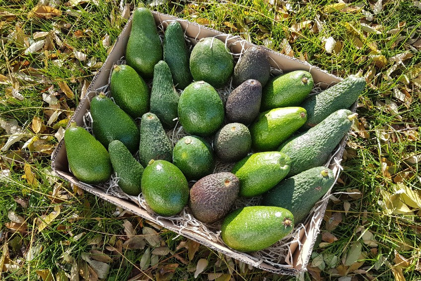 Avocado Mix "Wild Wonders" (6 Sorten!)