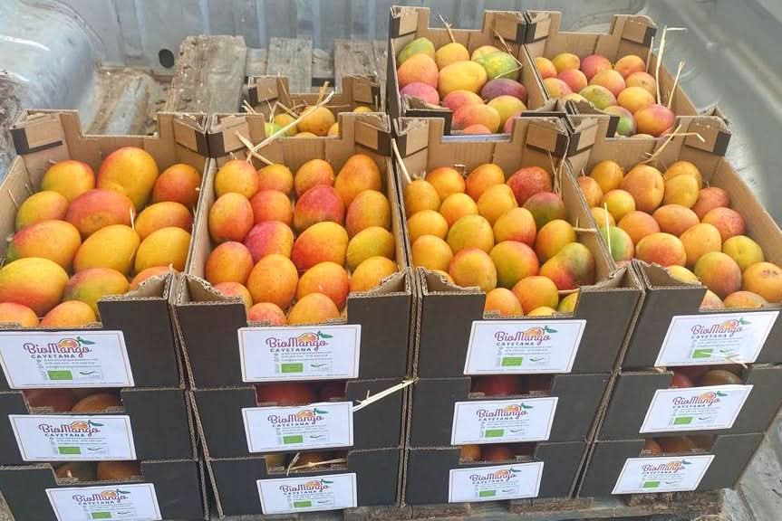 Frisch verpackte Bio-Mangos aus Spanien in umweltfreundlichen Boxen von Finca Cayetana – Mango kaufen Spanien direkt vom Erzeuger.