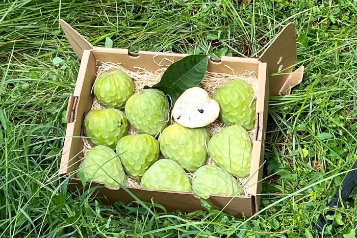 Bio Cherimoya-Baum Adoption von Julian