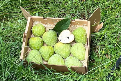 Bio Cherimoya-Baum Adoption von Julian