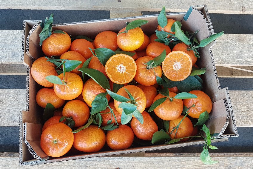Clementinen Oronules mit Blatt Bio Sparpreis-Box %