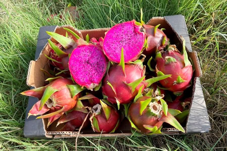 Drachenfrucht rot Bio von Familie Bolivar Kennenlernpreis % 1kg