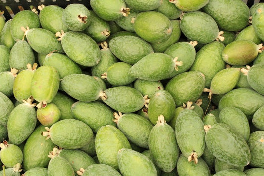 Feijoa (brasilianische Guave) Bio