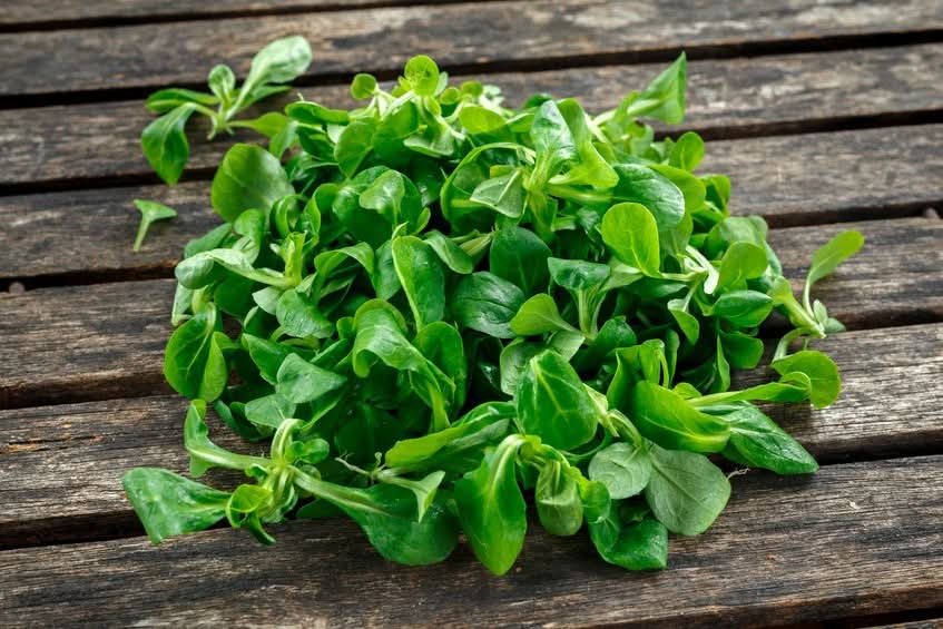 Bio Feldsalat (Valeriana) Demeter 125 Gramm