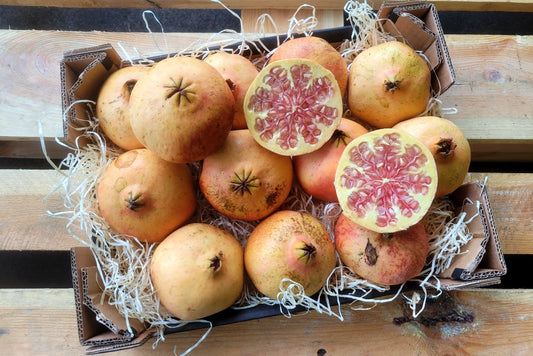Granatapfel rosa "Mollar" Bio Demeter von Julia