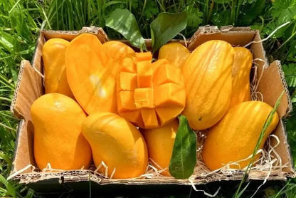 Bio Obstbox „Sabor Latino“