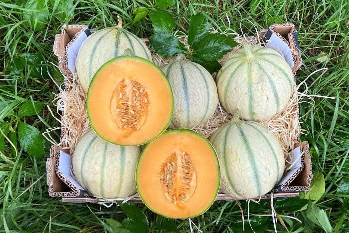 aufbewahrung honigmelone Honigmelone Bio Charentais bestellen
