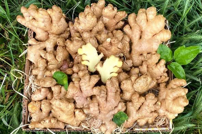 Ingwer Bio aus Peru (mit Schale verwertbar) Aktionspreis % – Produktfoto