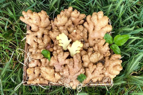 Ingwer Bio aus Peru mit Schale verwertbar!