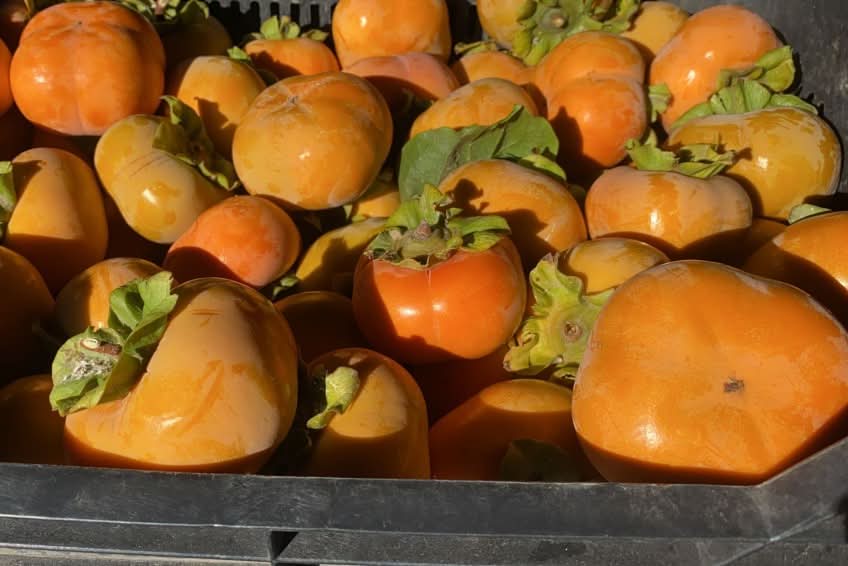 Kaki "Fuyu" Demeter von Bernardo Aktionspreis % 1kg