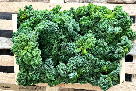 Grünkohl (Kale) Bio regional Bioland Gartenbau Armin Salzmann