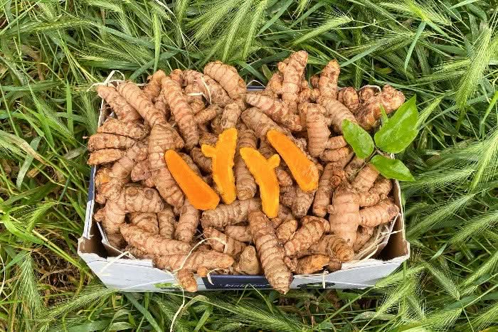 Frischen Bio Kurkuma kaufen – naturbelassen & curcuminreich online  bestellen