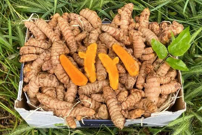 Kurkuma Bio Peru mit Schale verwertbar – Produktfoto