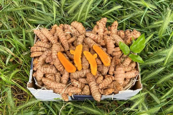 kurkuma saatgut Frischen Bio Kurkuma kaufen – naturbelassen & curcuminreich online  bestellen