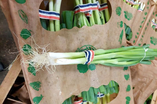 Frühlingszwiebeln Bio aus der Provence Box 6Bund