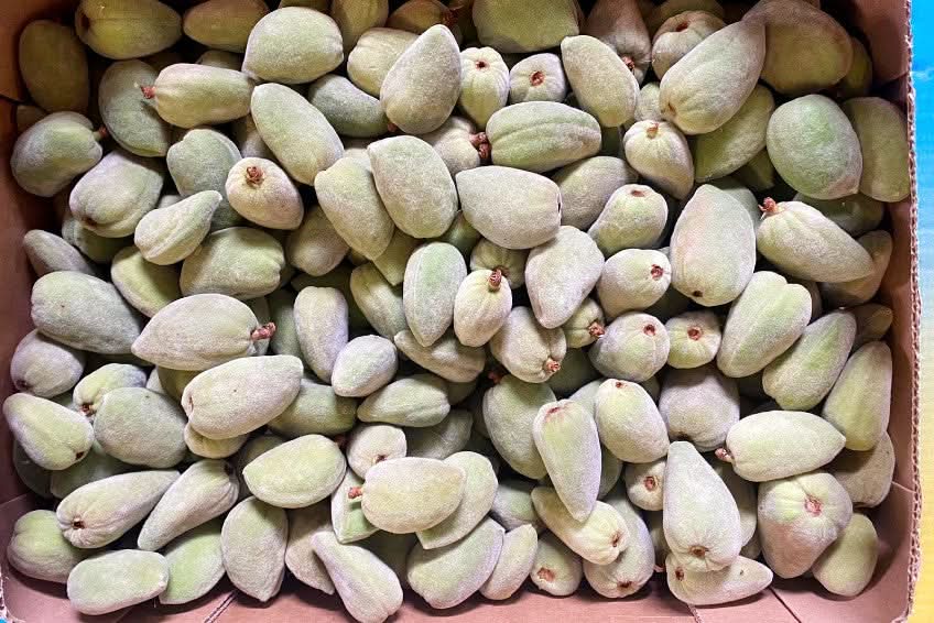 Bio Mandeln frisch aus der Provence 500g