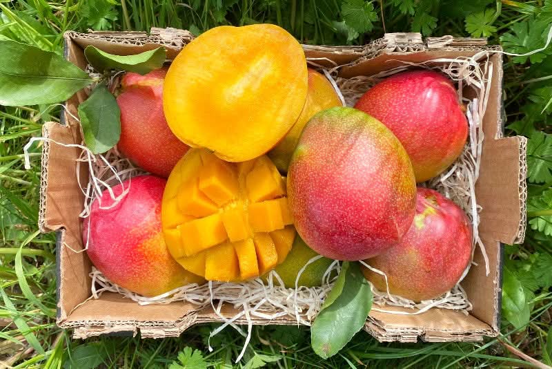 Mango Haden Bio baumgereift von Jose Luis bestellen