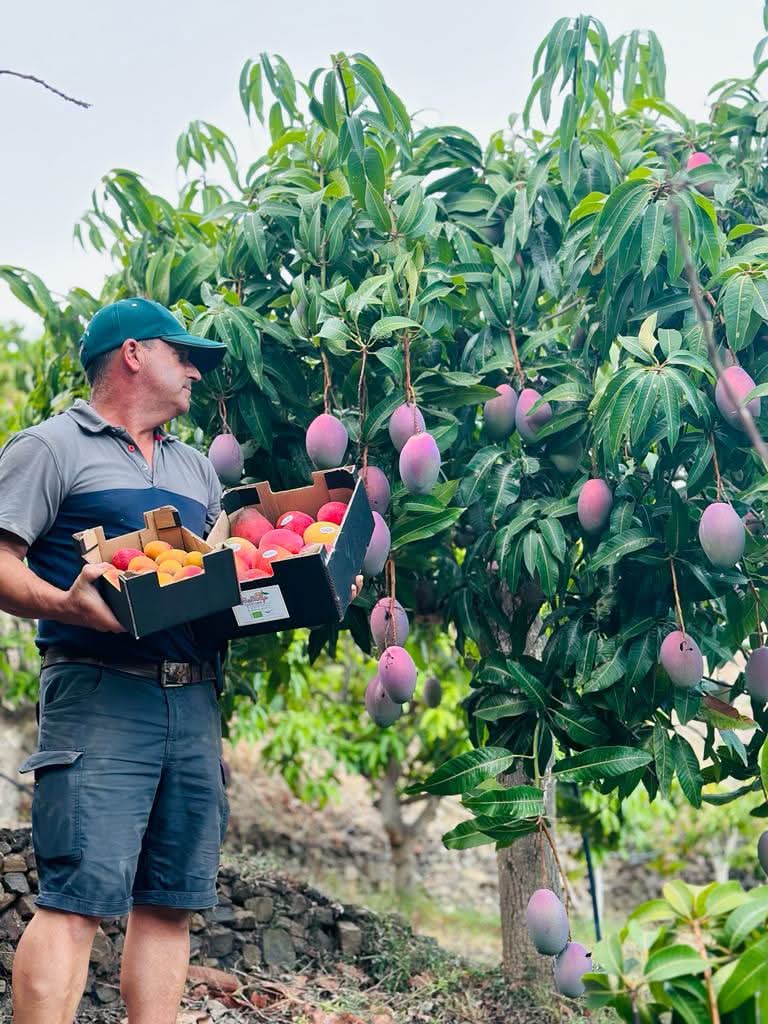 Landwirt bei der Ernte von Bio-Baby-Mangos der Sorte Irwin auf der Finca Cayetana in Spanien – perfekte Wahl für alle, die Mango kaufen Spanien bevorzugen.