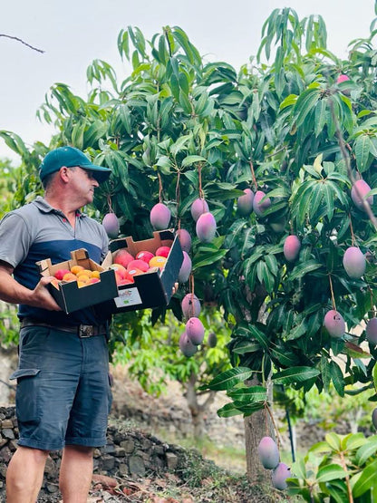 Landwirt bei der Ernte von Bio-Baby-Mangos der Sorte Irwin auf der Finca Cayetana in Spanien – perfekte Wahl für alle, die Mango kaufen Spanien bevorzugen.