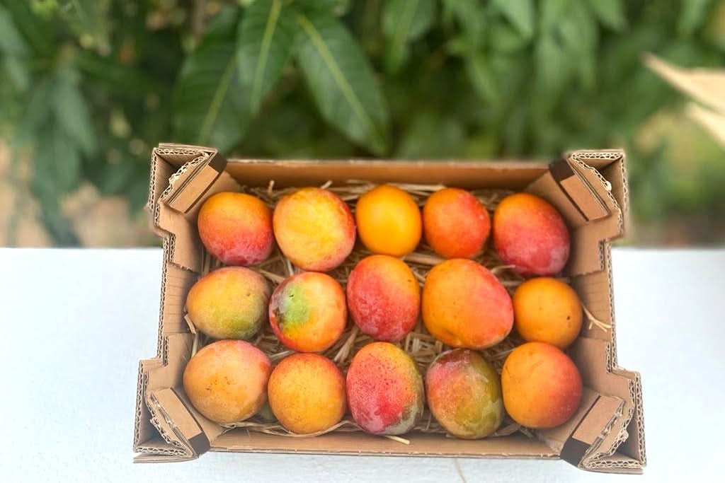 Frische Bio-Mangos Irwin aus Spanien in einer Verpackung – jetzt hochwertige Mango kaufen Spanien direkt vom Erzeuger