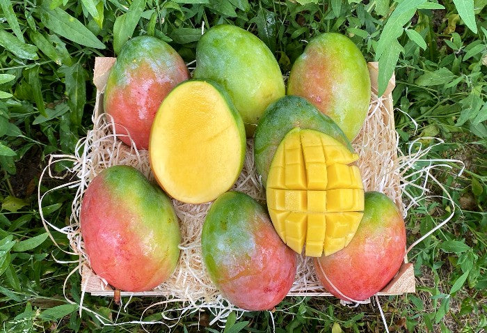 Mango "Keitt" Biodynamisch Box 4kg