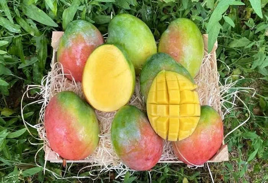 Ätna Vulkan Mangos Keith Bio Sizilien Sparpreis-Box