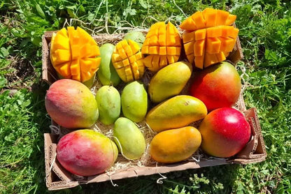 Frisch geschnittene Bio-Mangos aus der Mango-Träume Mix-Box mit vier Sorten – jetzt Mango Träume kaufen und tropische Vielfalt genießen.