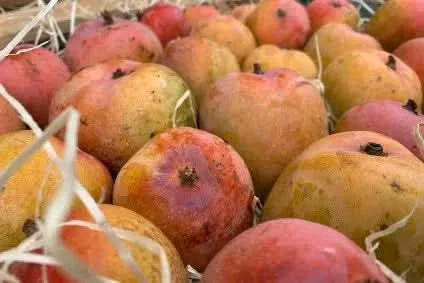 Mango Tropigold Premium von Julian