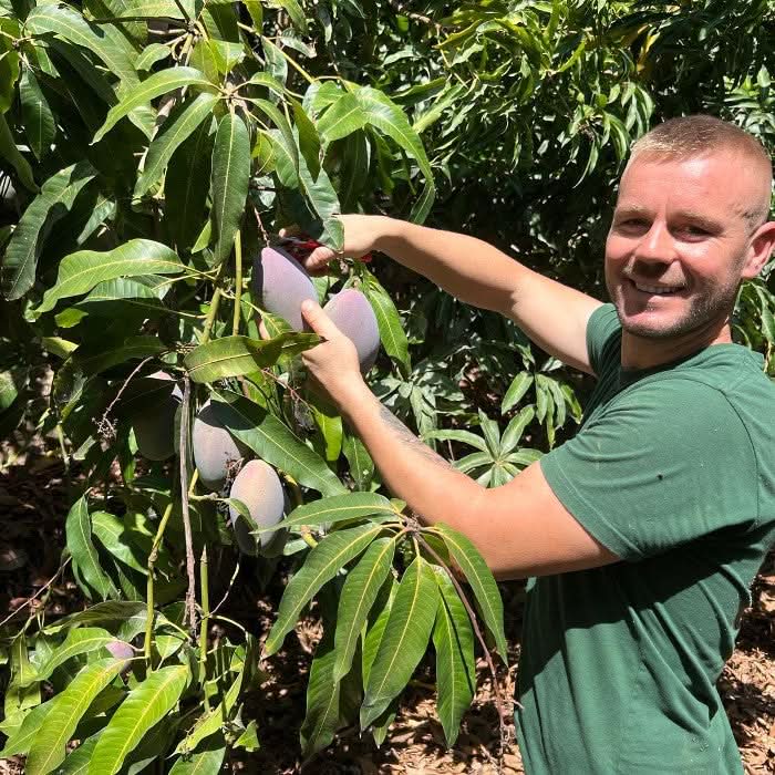 Riesenmangos Bio von Julian Retterbox % ca. 4kg