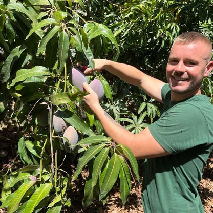 Riesenmangos Bio von Julian Retterbox % ca. 4kg