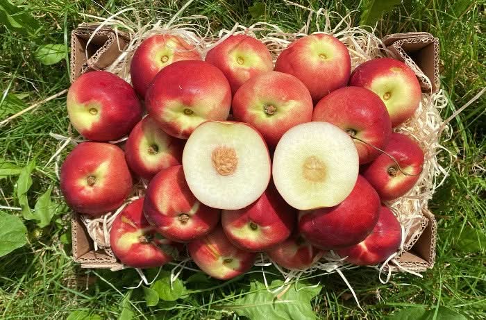 Weiße Bio Nektarinen kaufen – aromatische Sommerfrucht aus Spanien ...