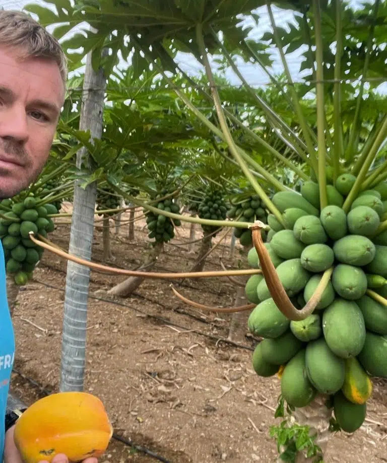 Papaya Bio von Julian