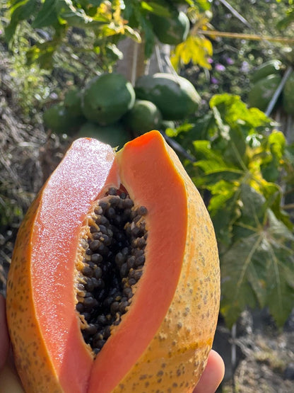 Papaya Bio von Julian