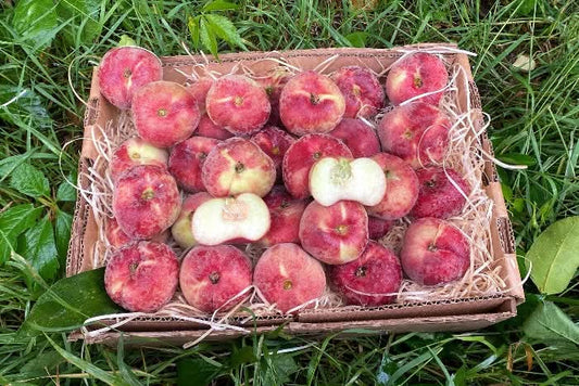 Bio Weinbergpfirsiche "Paraguayos" Sparpreis-Box 2,5kg